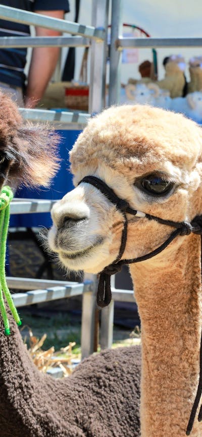 Alpacas