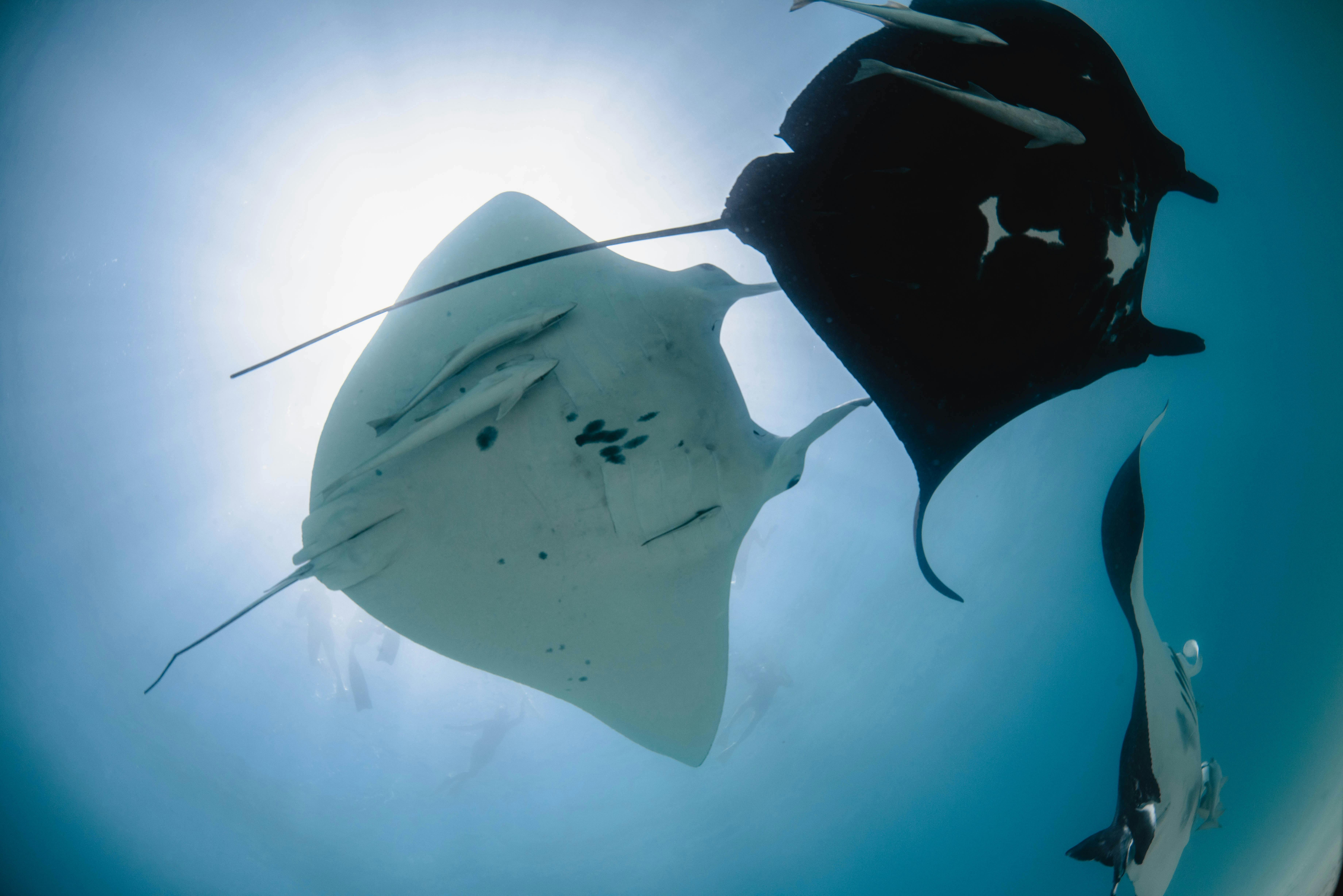 Mantas from below