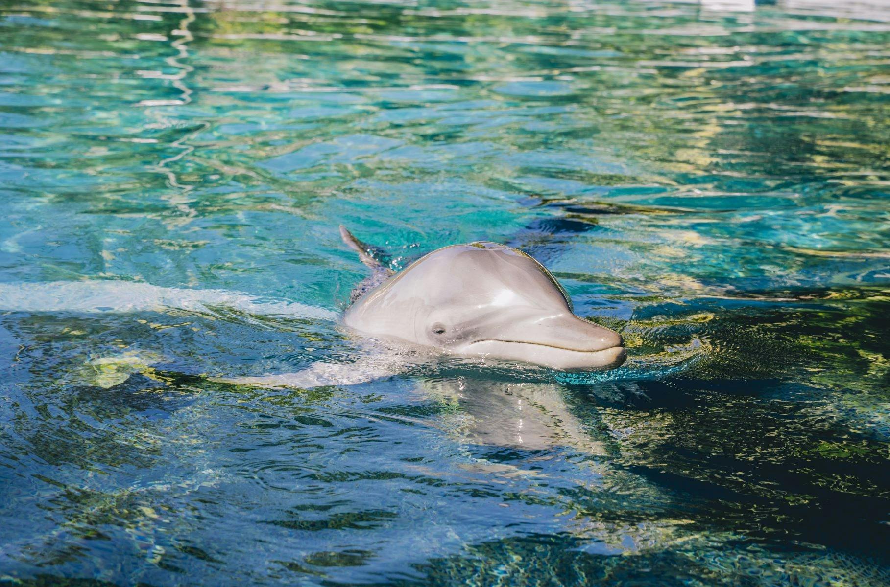 Indo-Pacific Bottle Nose Dolphin