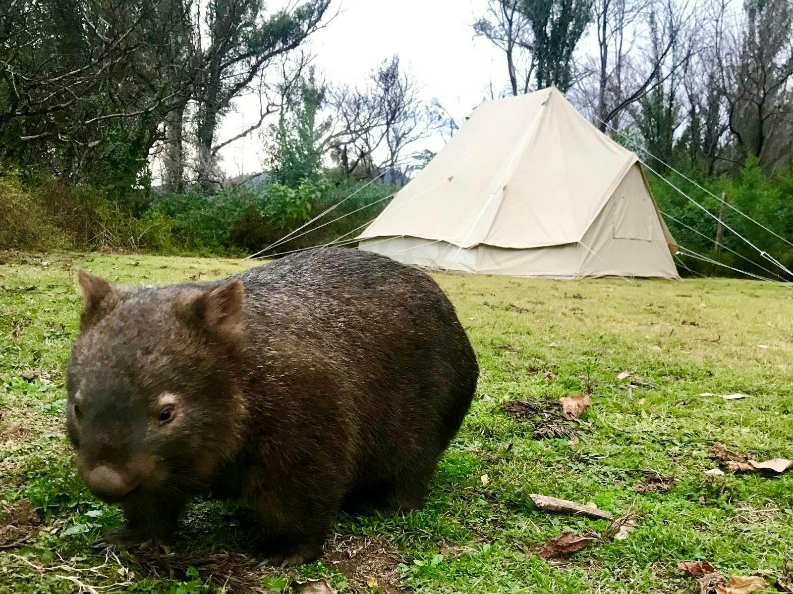 Wombats and other amazing Australian wildlife