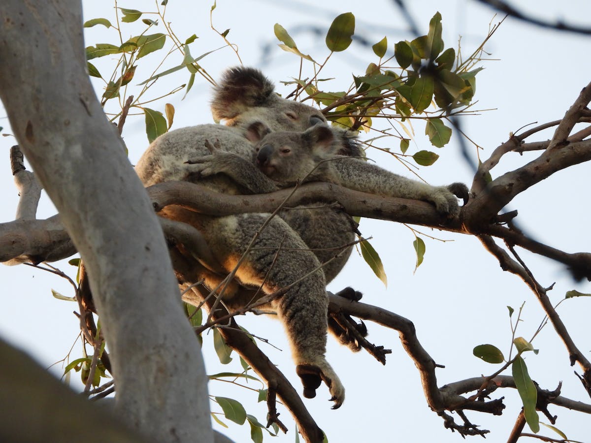 Mum Koala and her joey