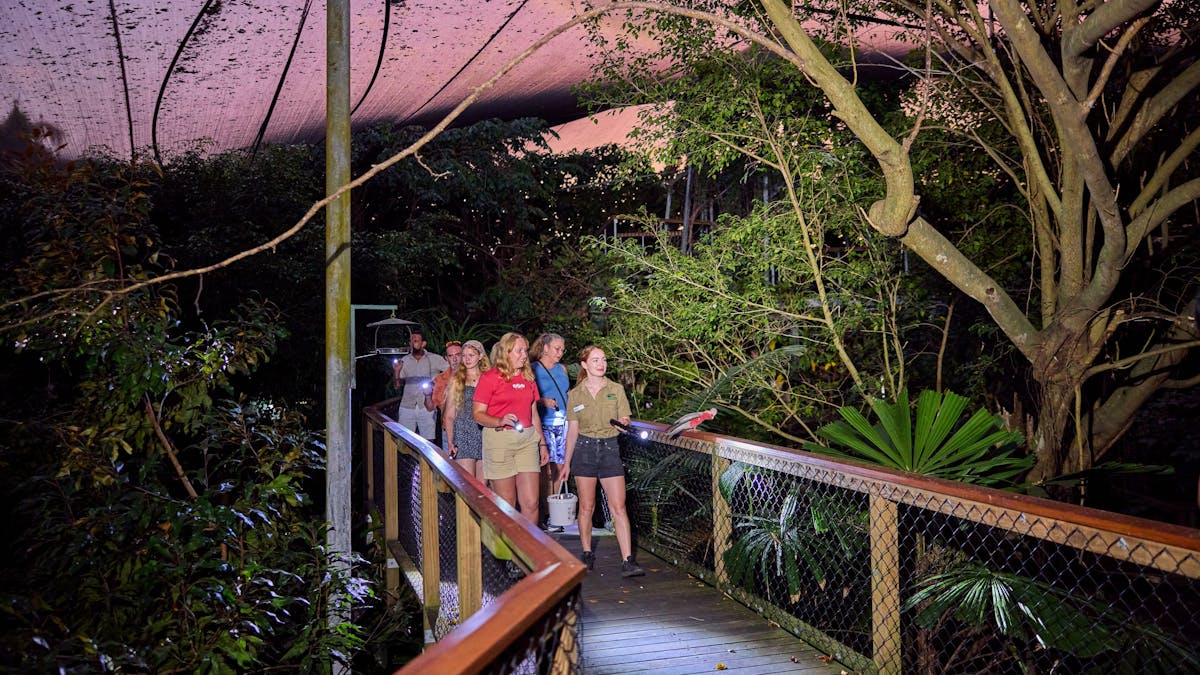 A wildlife keeper tour guide and a group of visitors spotlighting in the dusk at Rainforest Habitat
