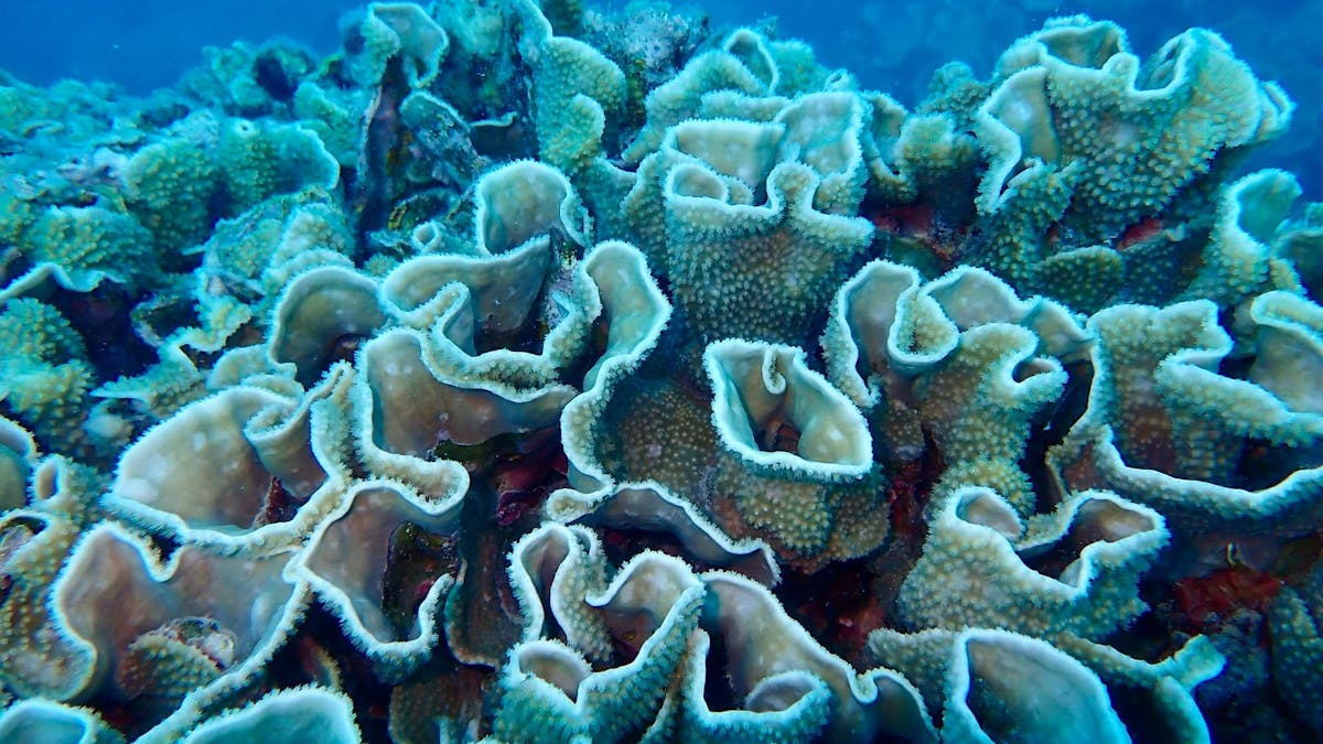Discover the magic of the Barrier Reef — one of many unforgettable experiences on Summer Jo.