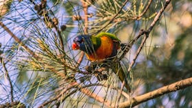 Birdwatching in the South Burnett