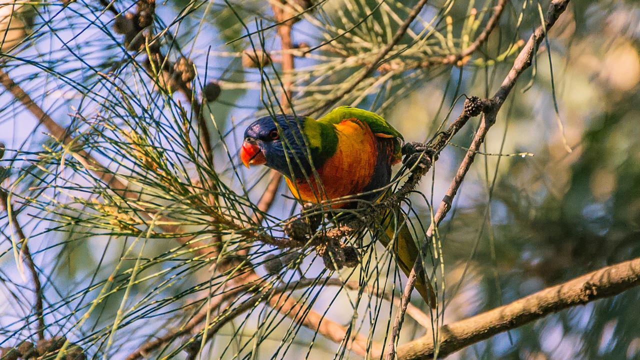 Birdwatching in the South Burnett