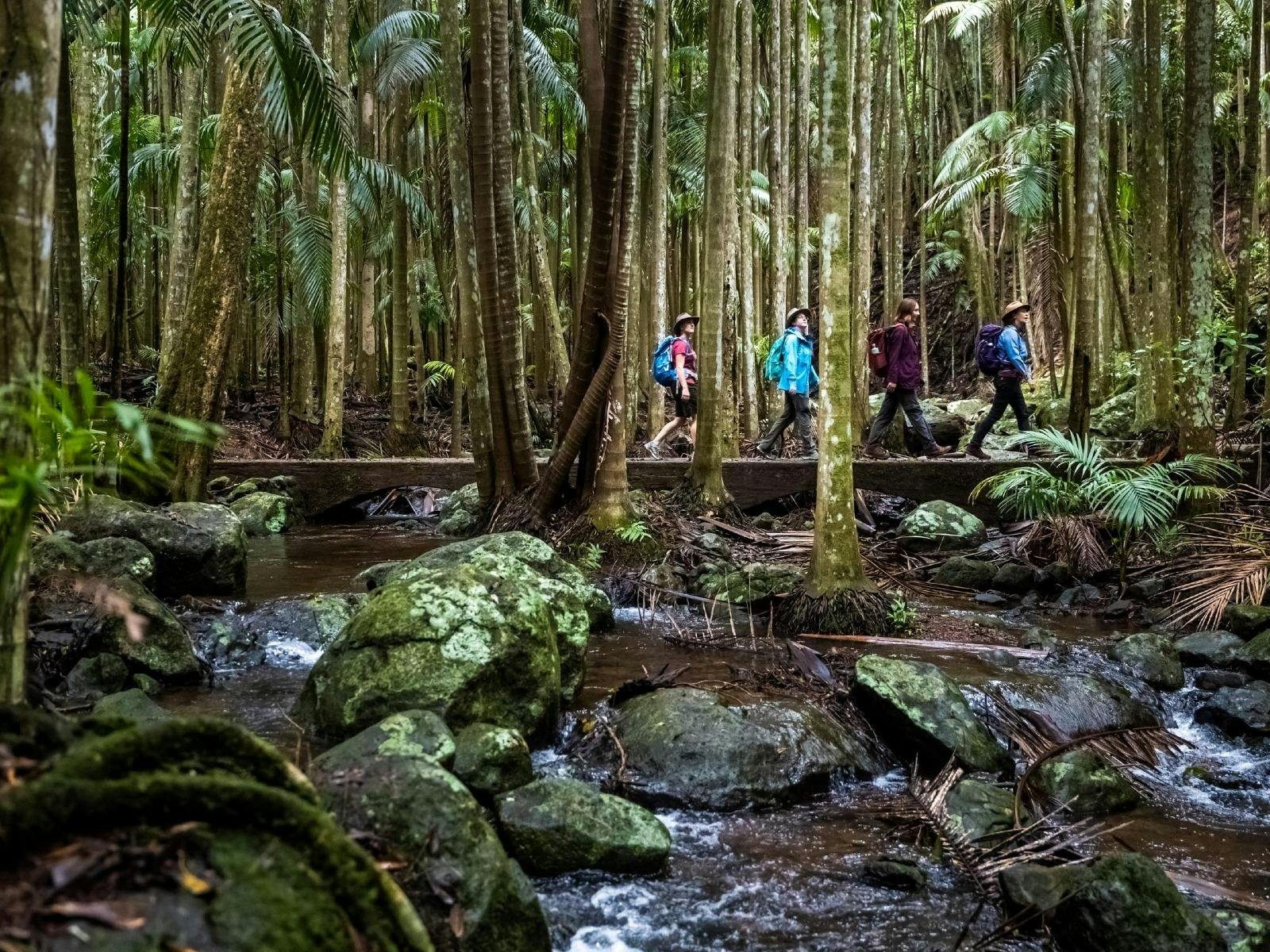 Rainforest walks, Tamborine Mountain, QLD