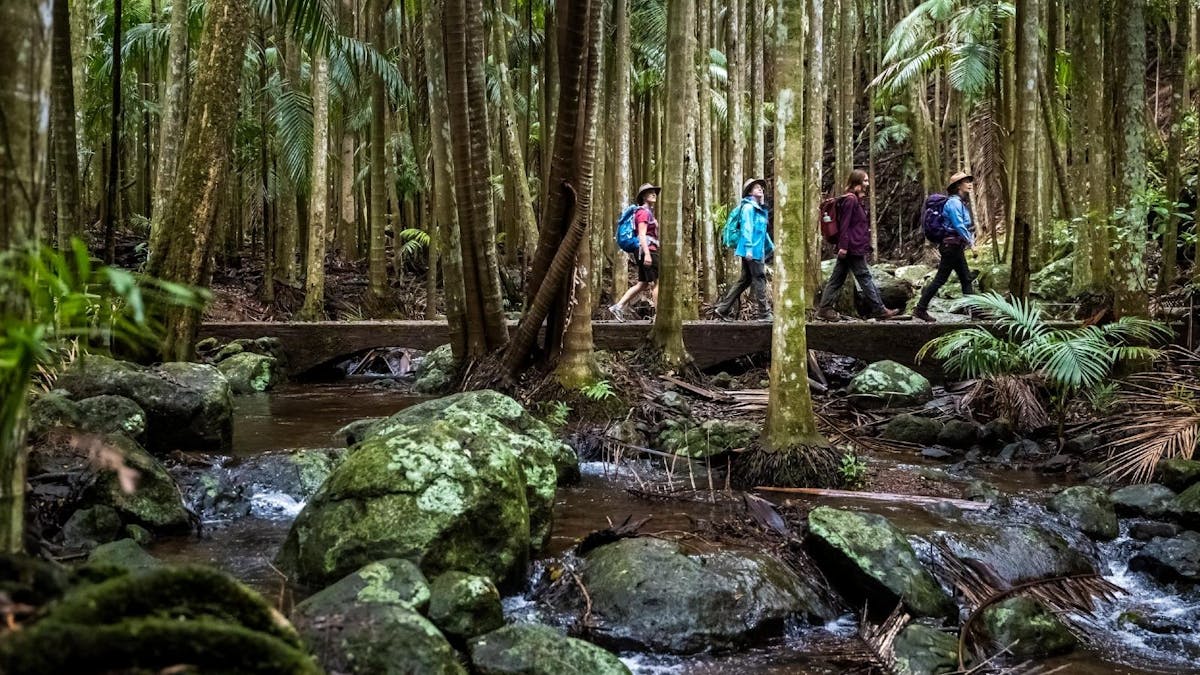 4 hikers walking in a rainforest across a small bridge over a running stream