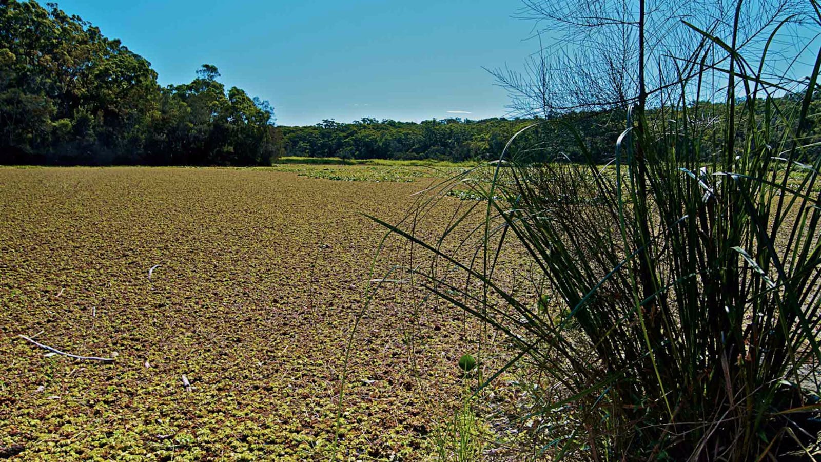 Yeramba Lagoon Loop Track