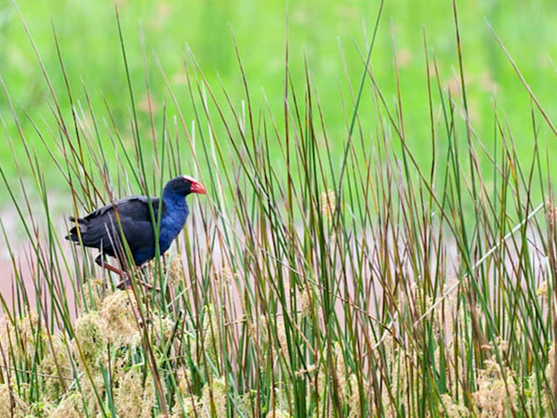 Bird in reeds. Photo: David Finnegan © DPIE