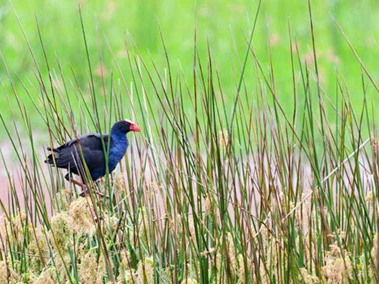 Bird in reeds. Photo: David Finnegan &copy; DPIE