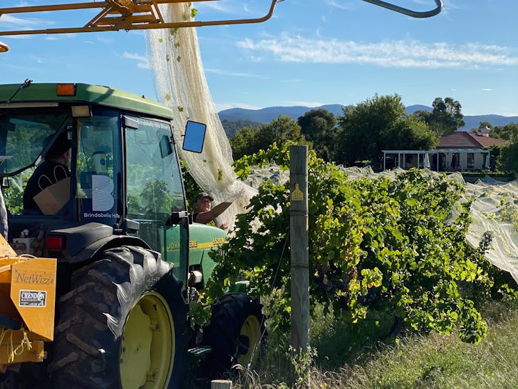 Working hard in the vineyard