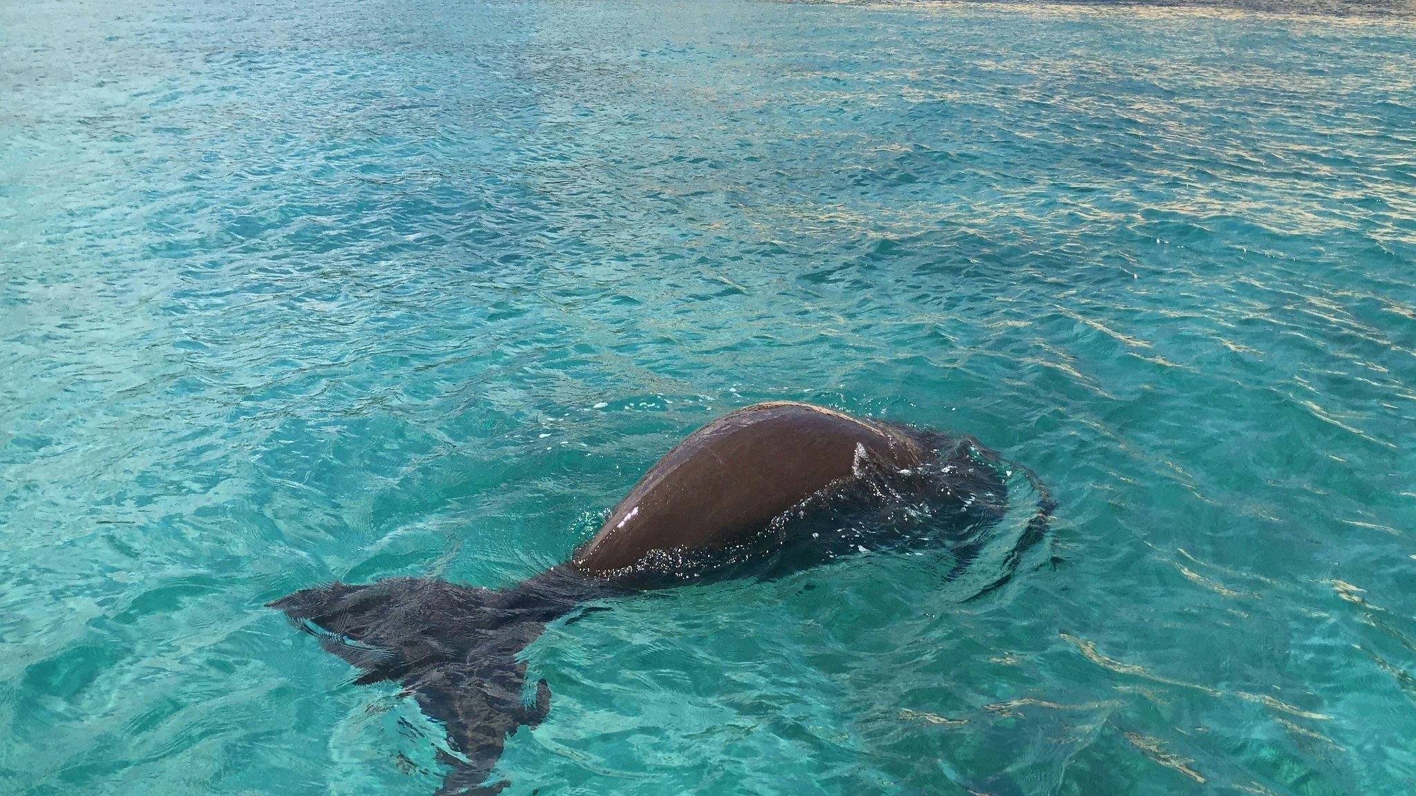 Dolphin_Wild_Island_Cruises_Dugong_Moreton_Island
