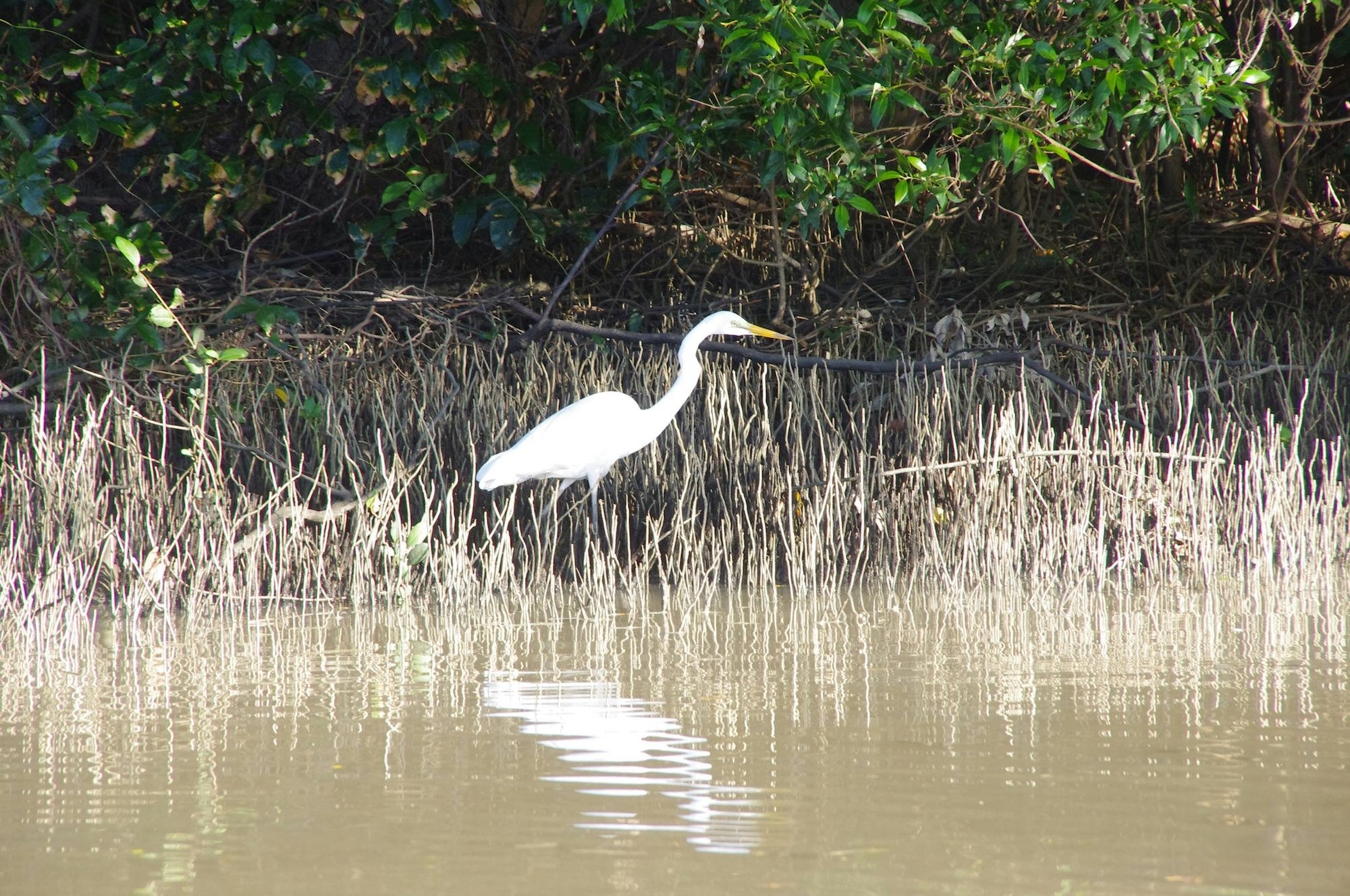 Bird Life on the Adelaide River