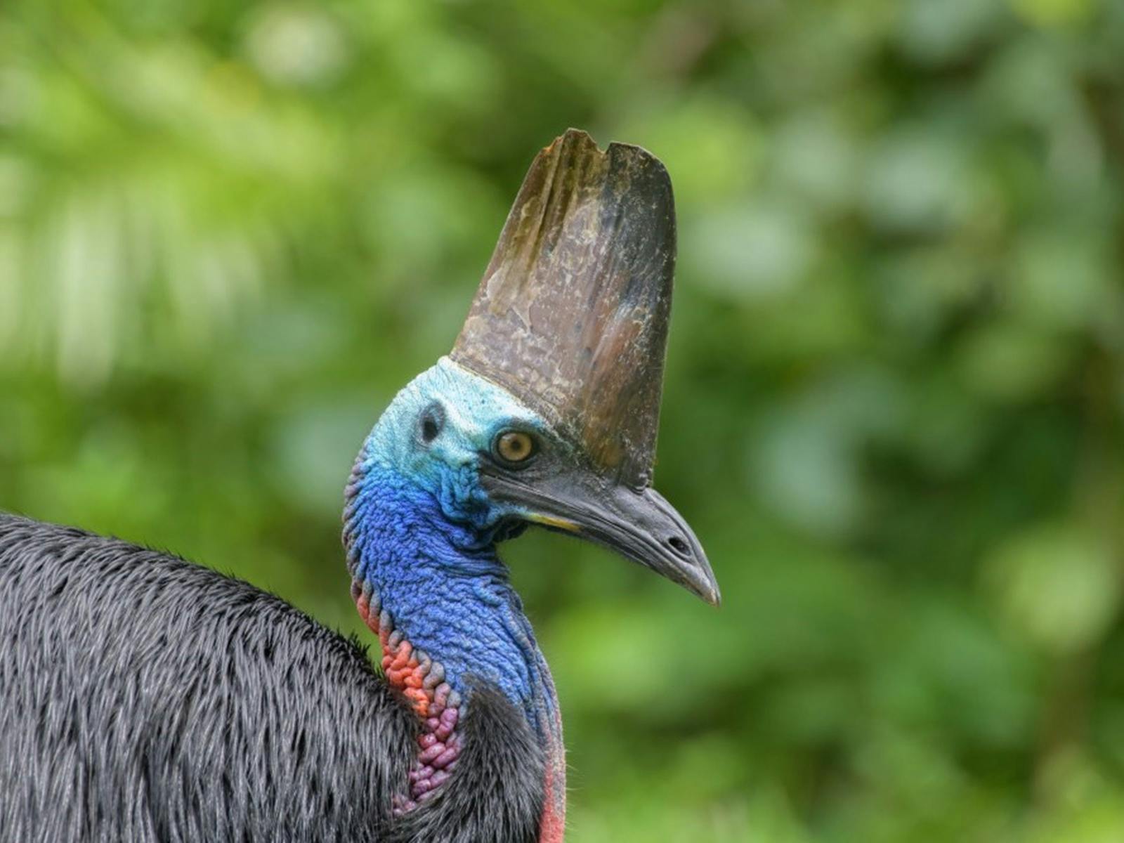 Cassowary.jpg Cassowary.jpg