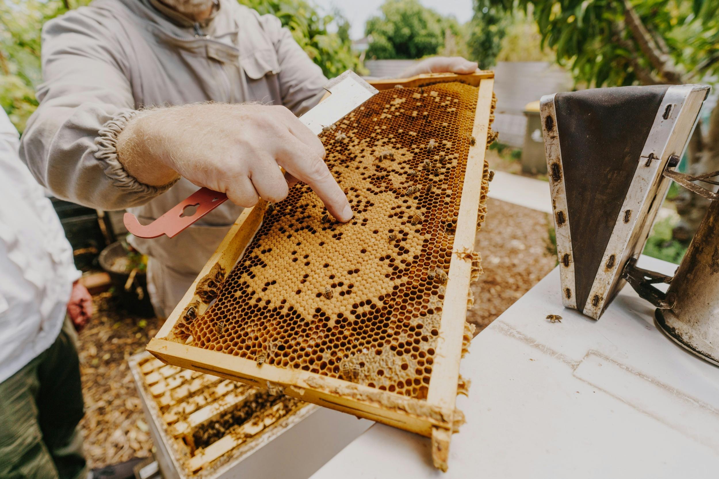 Frame Brood