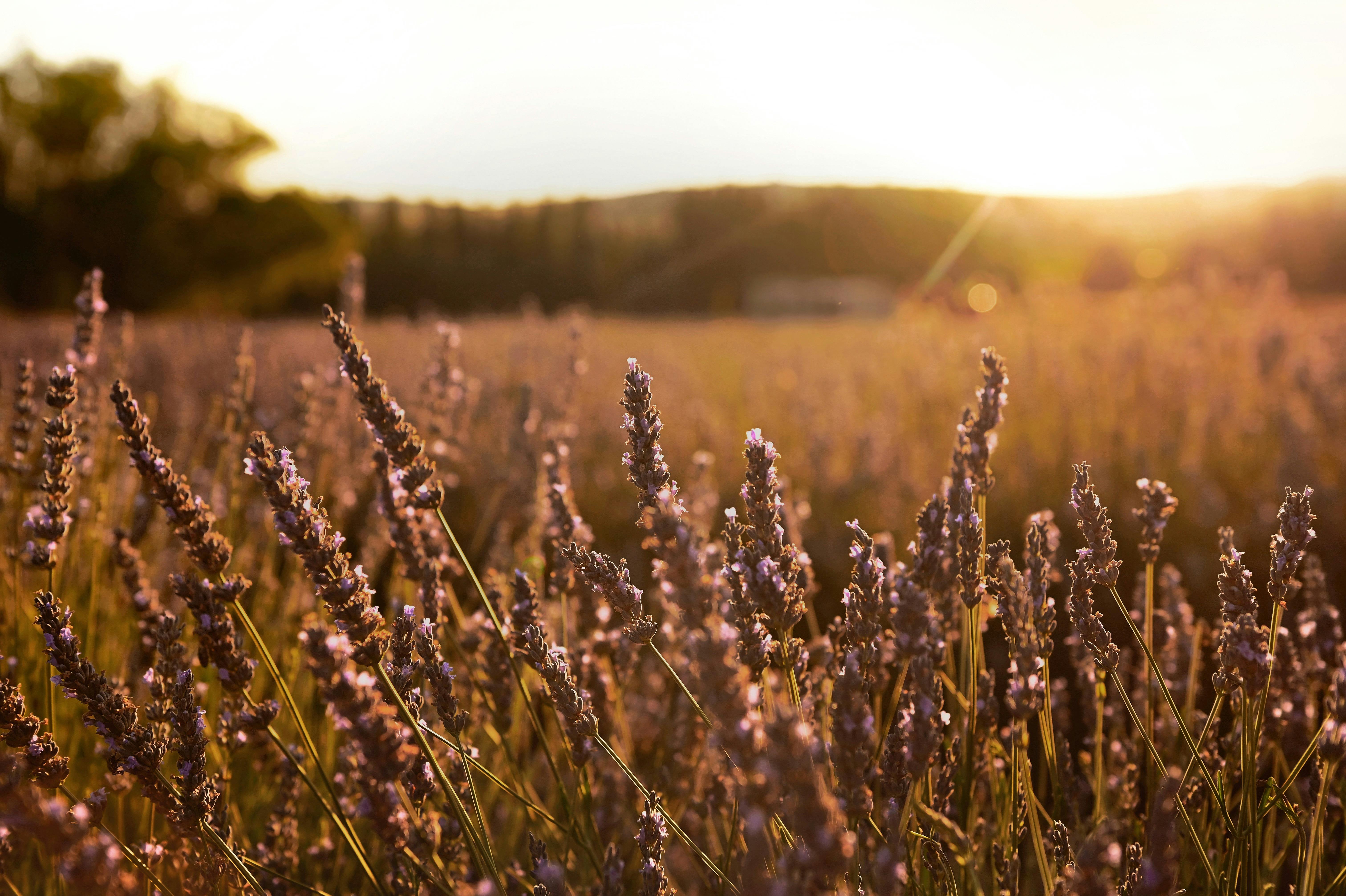 Lavender buds in Sunset