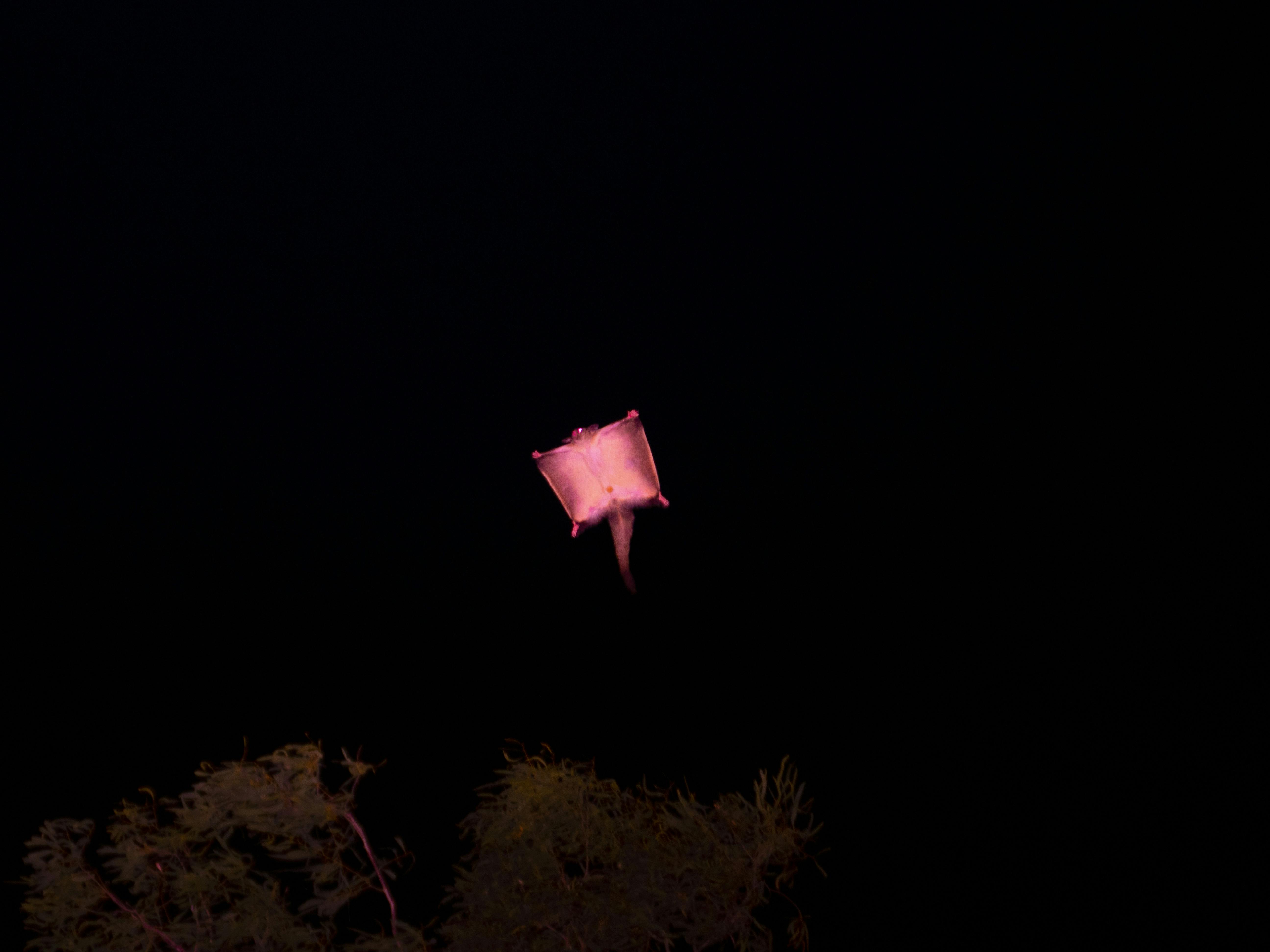 A red spotlight illuminates the underside of a yellow-bellied glider as it glides from tree to tree.