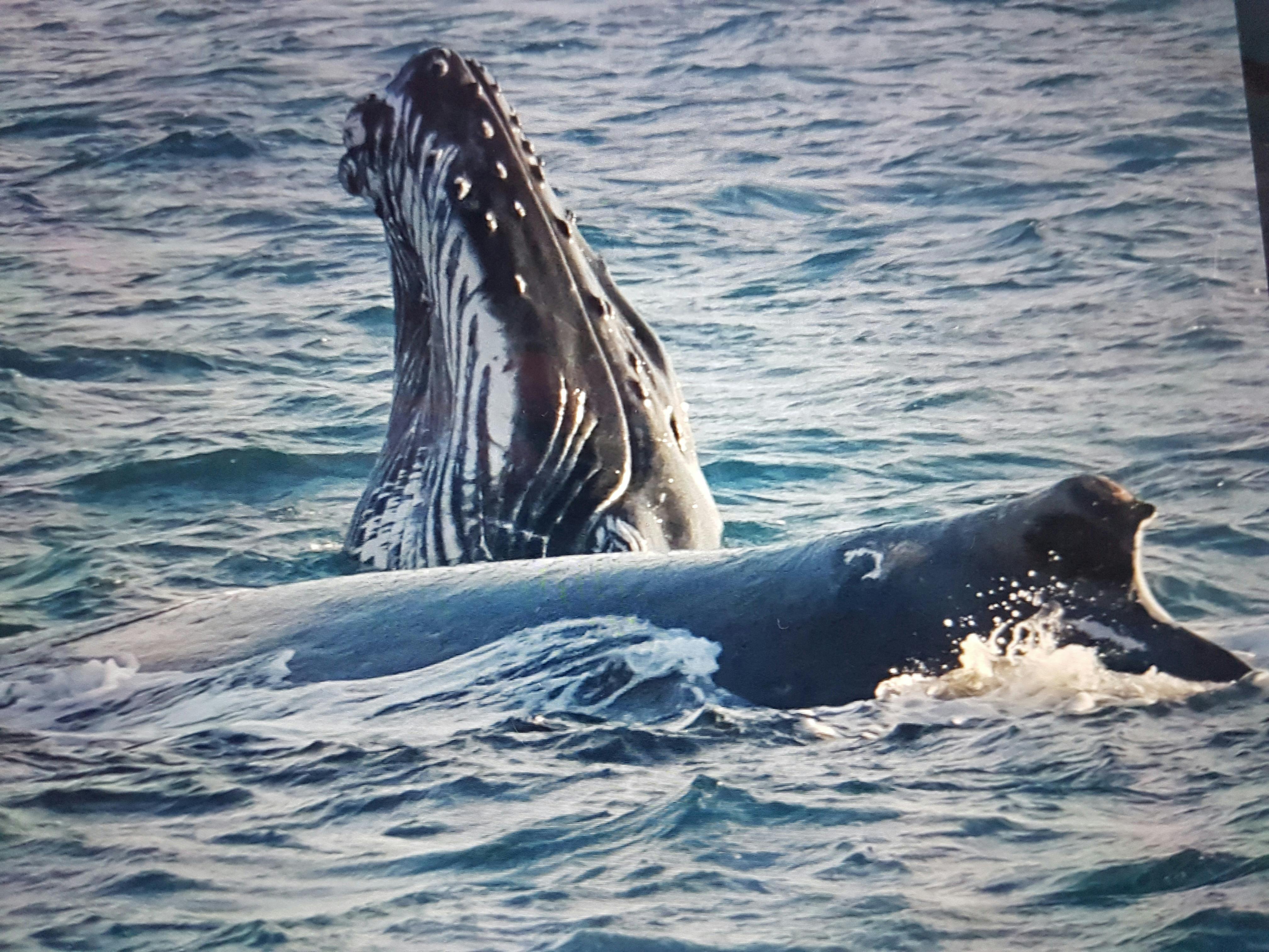 Humpbacks are very curious and often "spy hop" to take a look at us!!