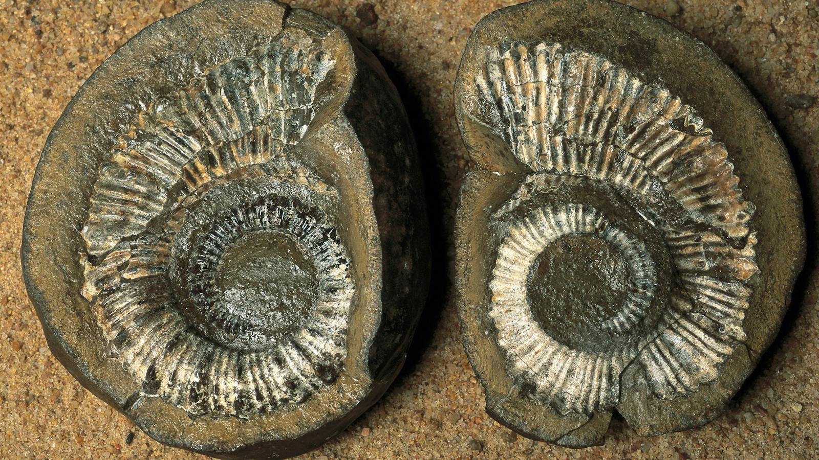 Fossil at Richmond