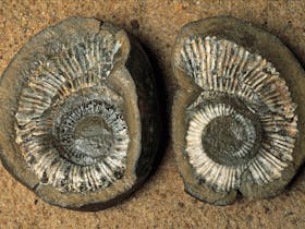 Fossil at Richmond