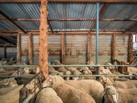 sheep in shed