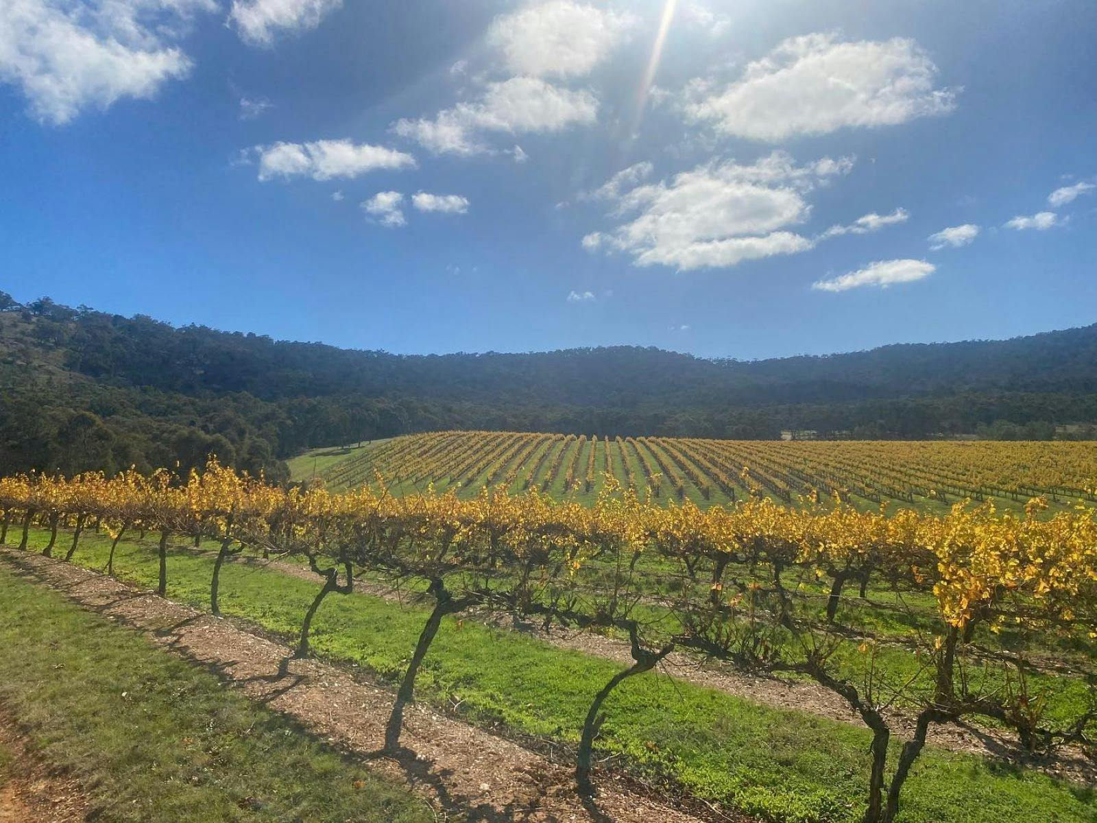 Vineyard
