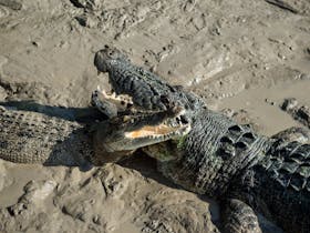 Crocodiles in mud on river bank
