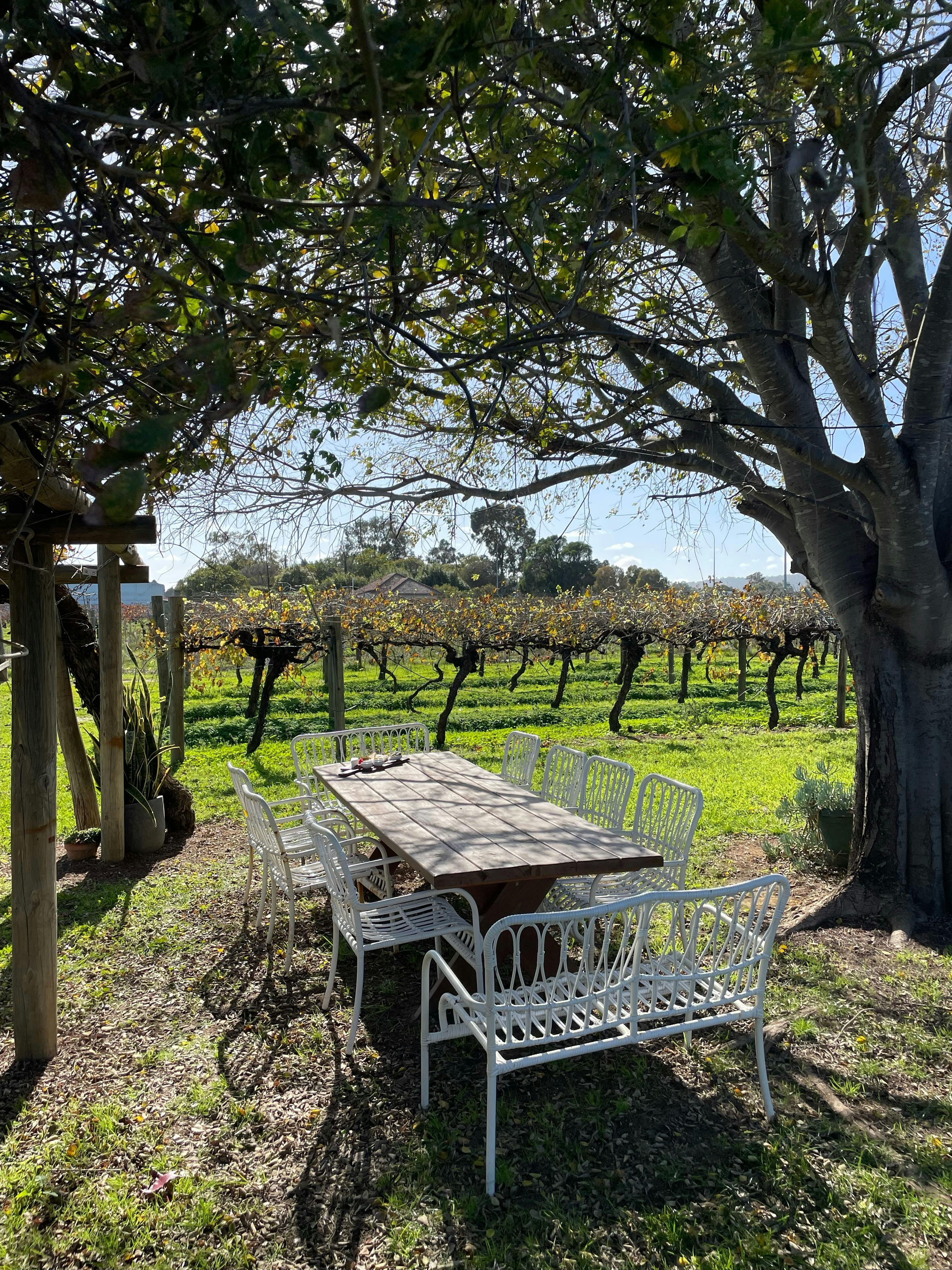 Seating area among the vineyards