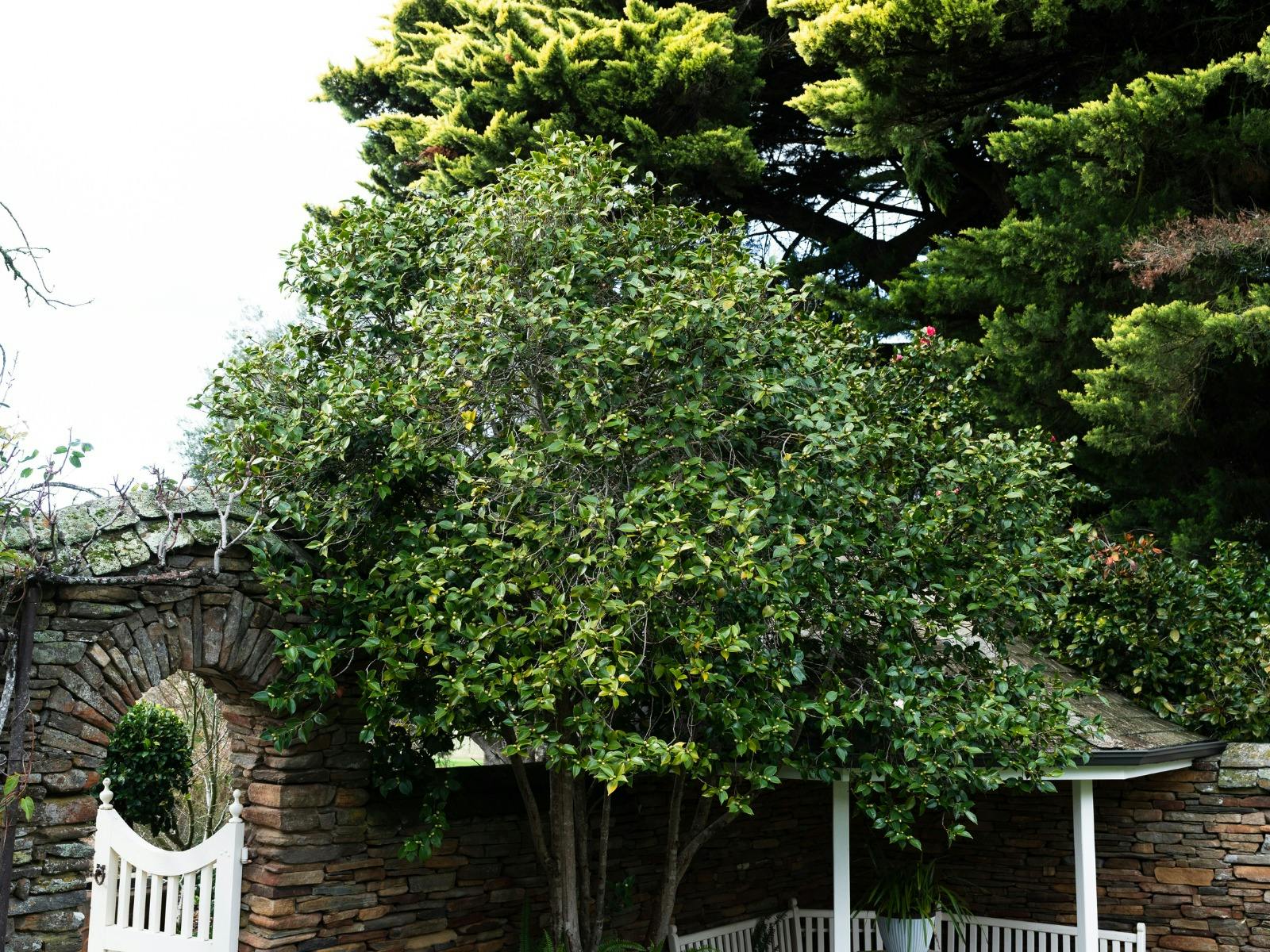 Corryton Park Homestead - Front Camellia