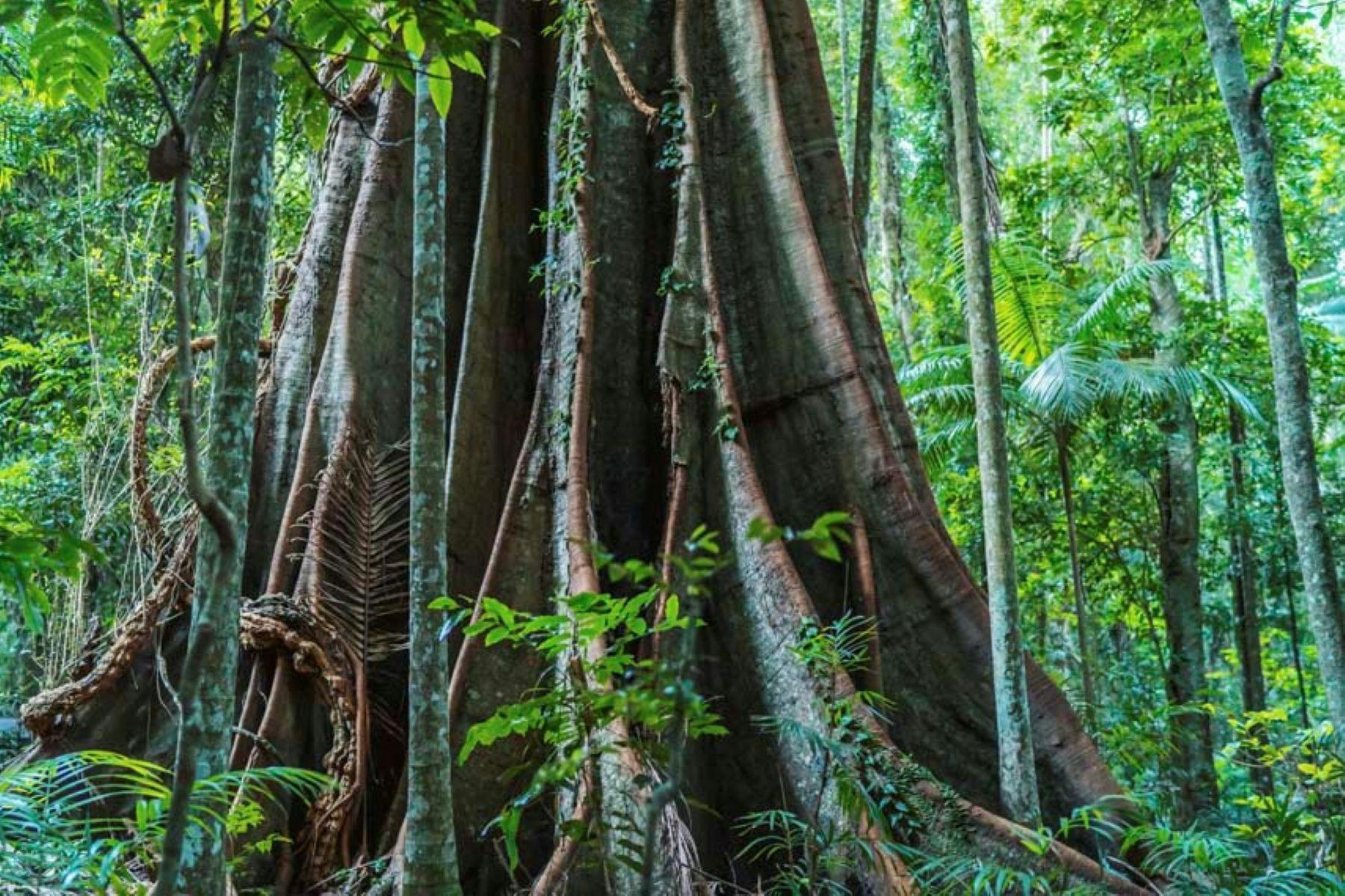 huge rainforest strangler fig