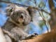 Autopia Tours - Great Ocean Road Koalas - Darren Donlen