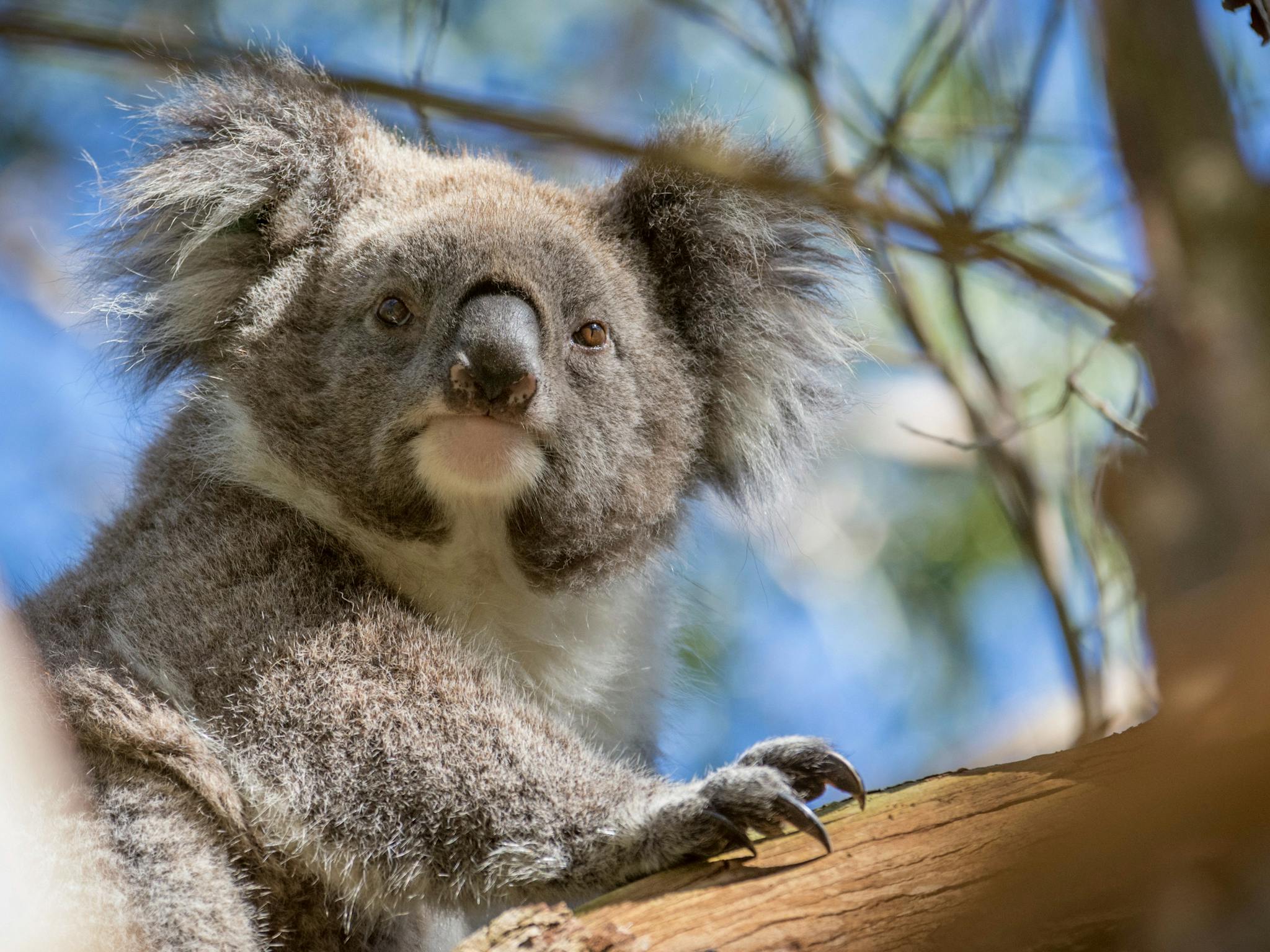 Autopia Tours - Great Ocean Road Koalas - Darren Donlen