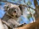 Autopia Tours - Great Ocean Road Koalas - Darren Donlen