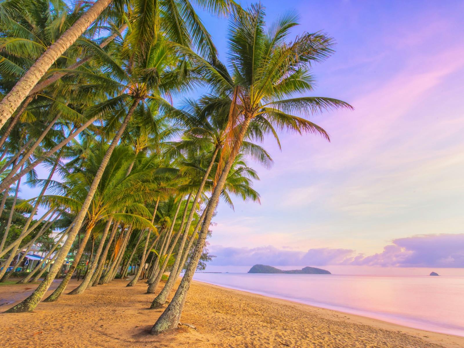 Far North Queensland Palms lean toward a perfect sunrise