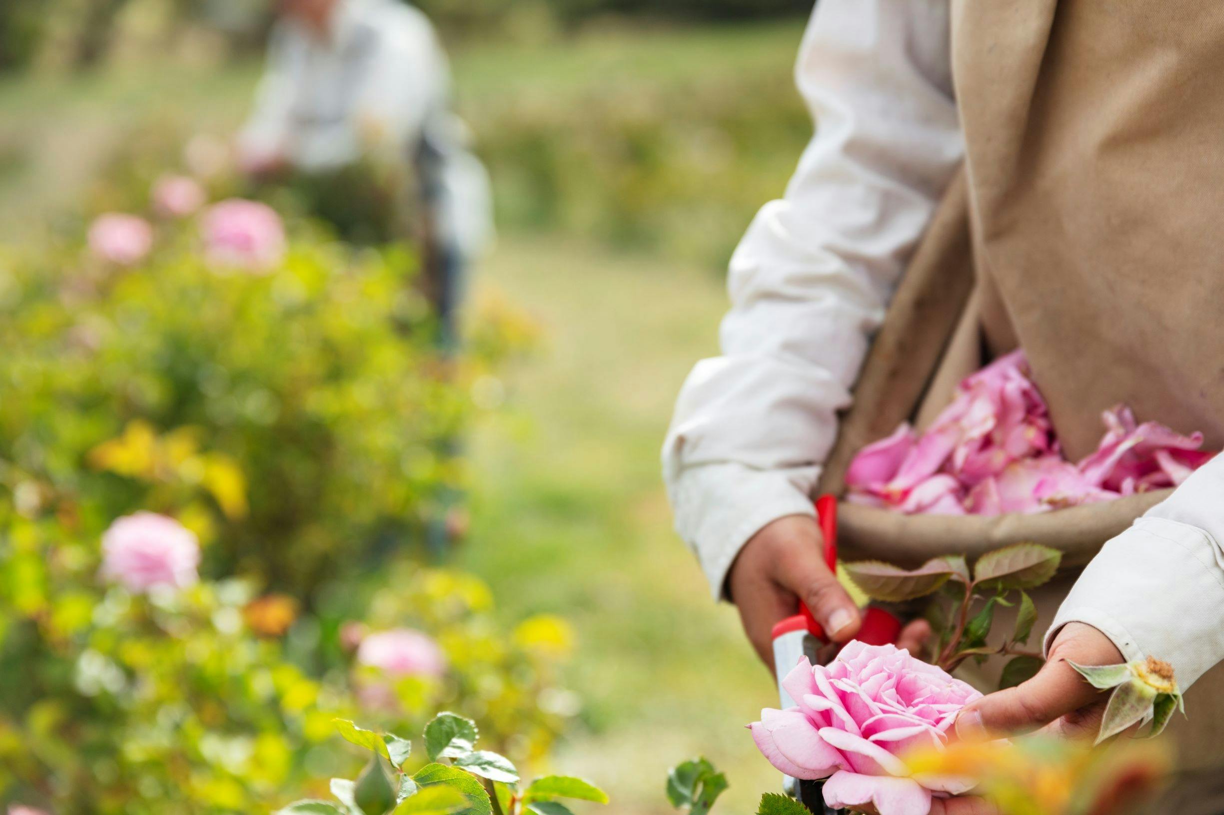 Handpicked Roses Jurlique Farm