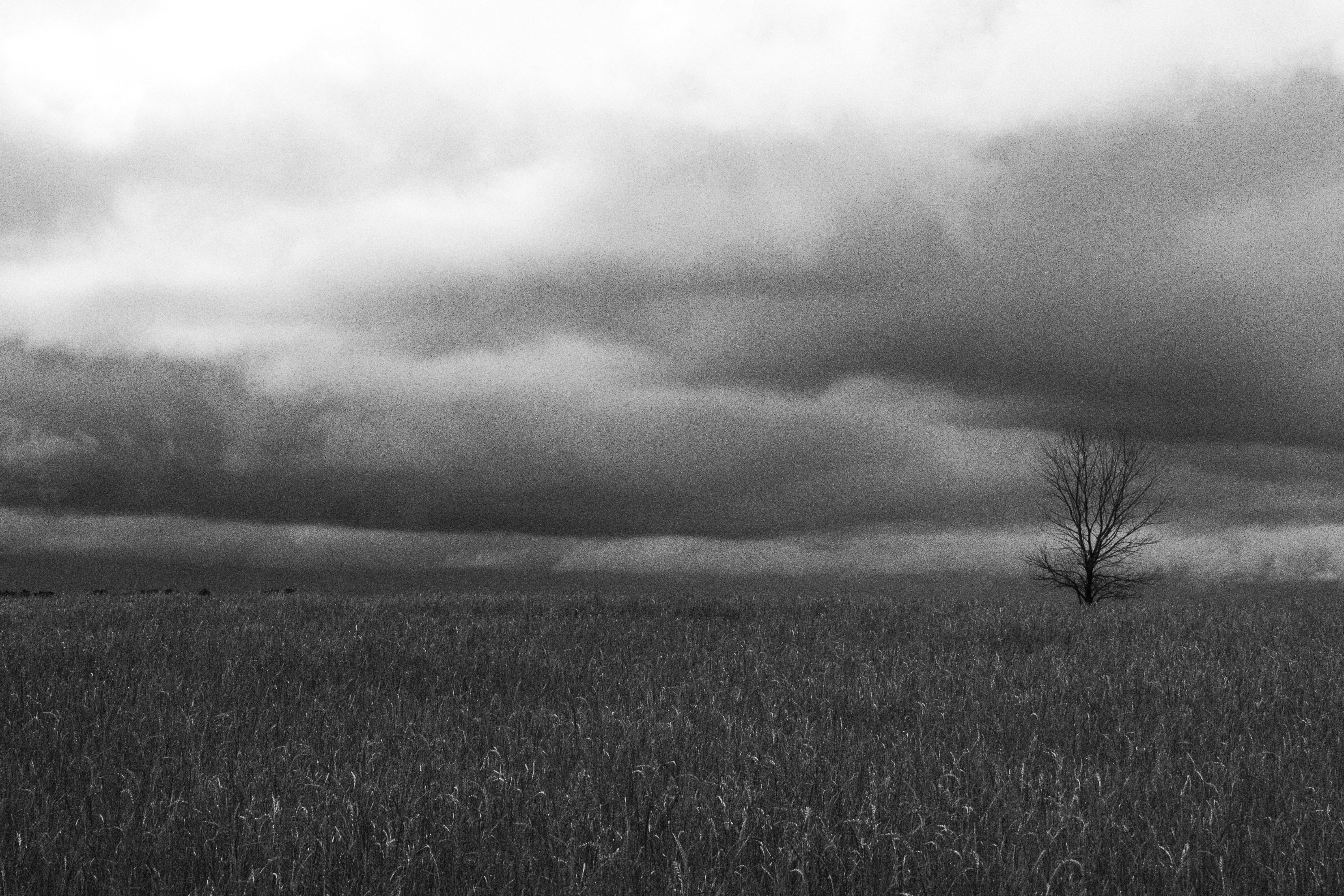 Black and white photograph of cloudy sky over grass field with a singular tree to the right