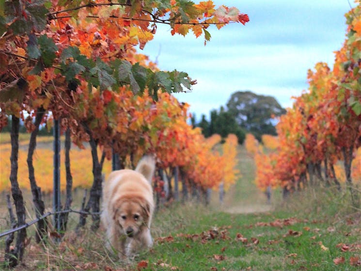 Mac in Autumn