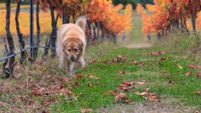 Mac in Autumn