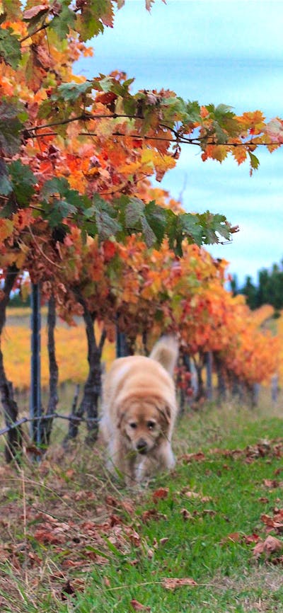 Mac in Autumn