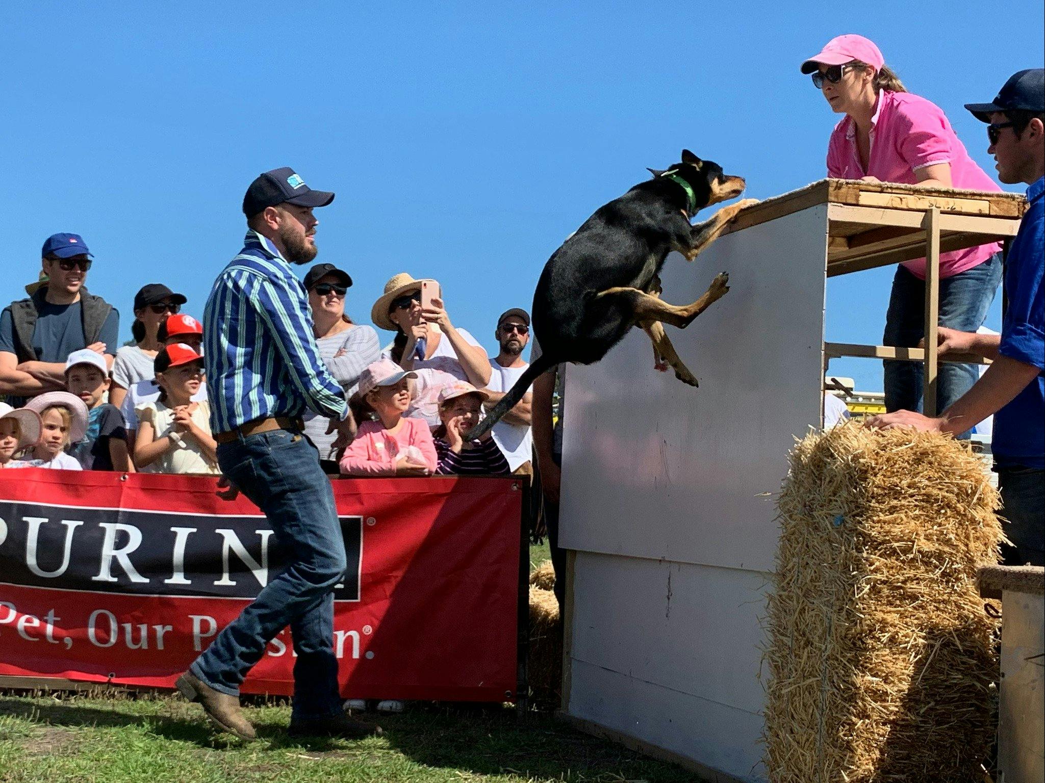 Dog competing in the high jump competition at the Bellarine Agricultural Show.