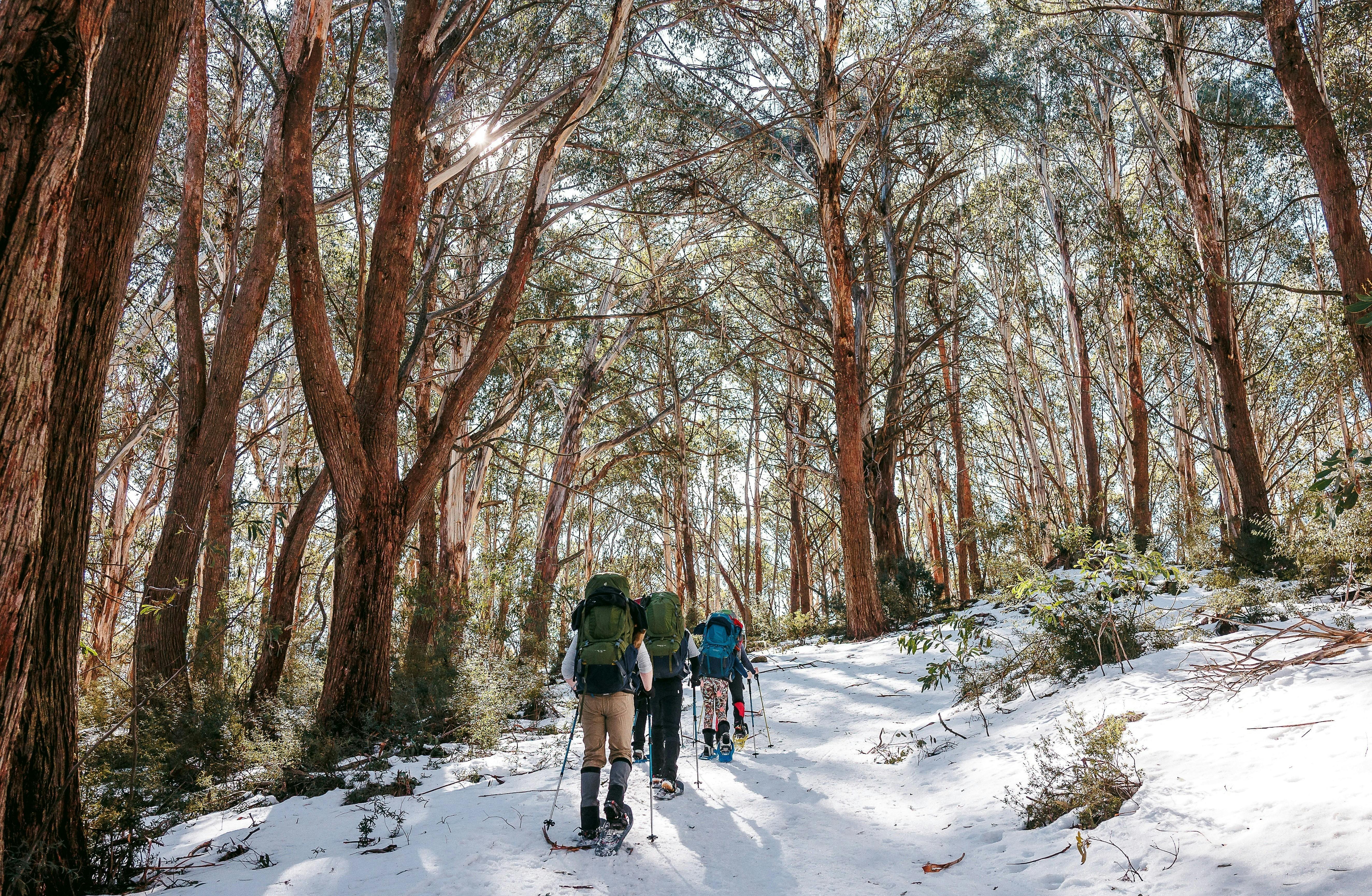 A group of hikers snowshoeing through along a forest trail
