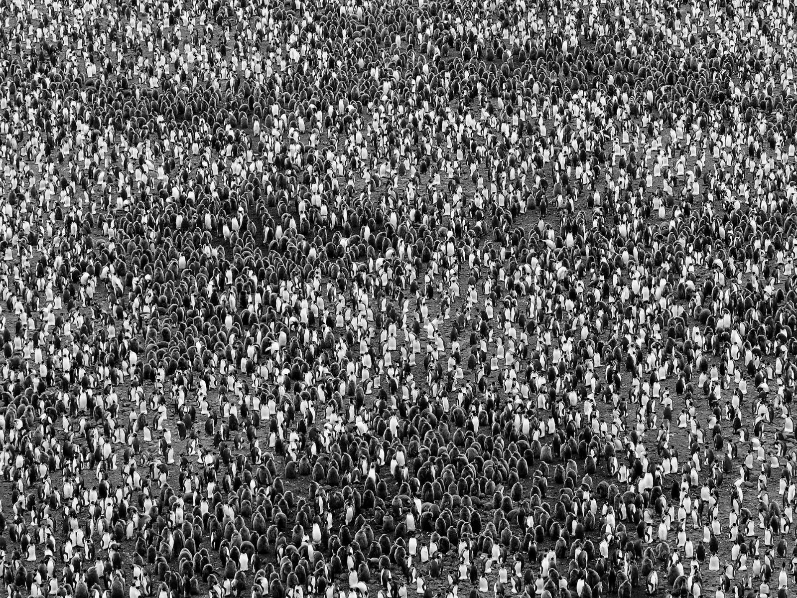 King penguins Salisbury Plain © David Neilson