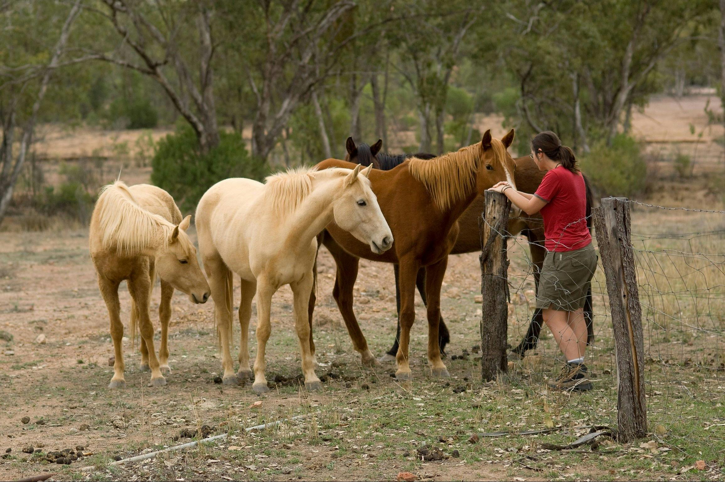 Bonus Downs, Mitchell QLD