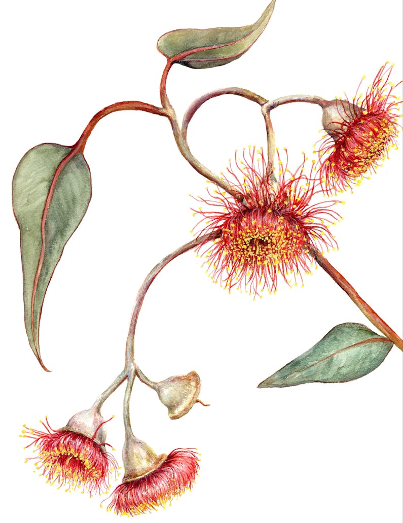 Image of the event 'Botanical Art - Eucalyptus Flowers'