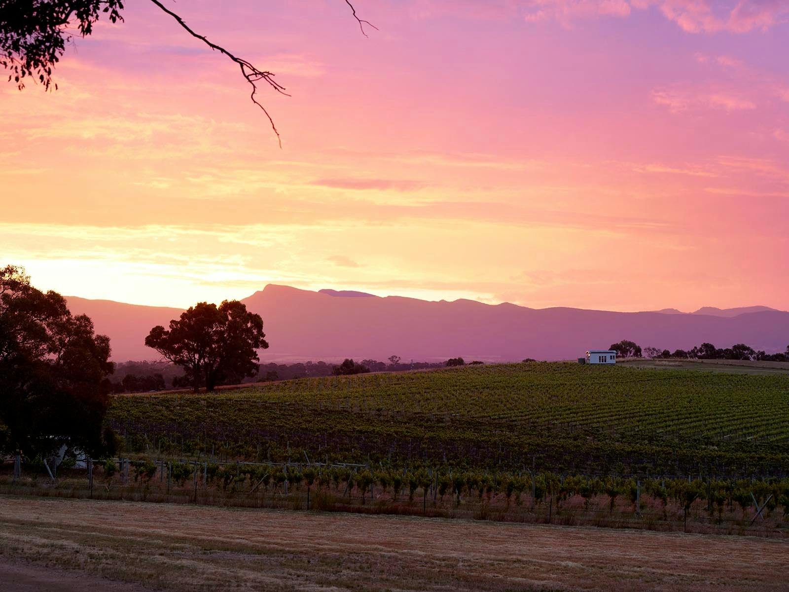 A pink sunset in the Grampians, hounds run vineyard and tiny house in the foreground