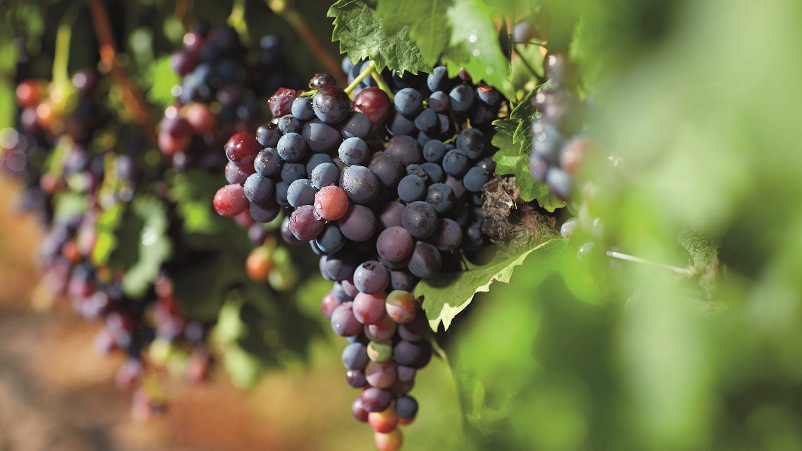 Valleys and Vines