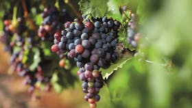 Vines, Granite Belt