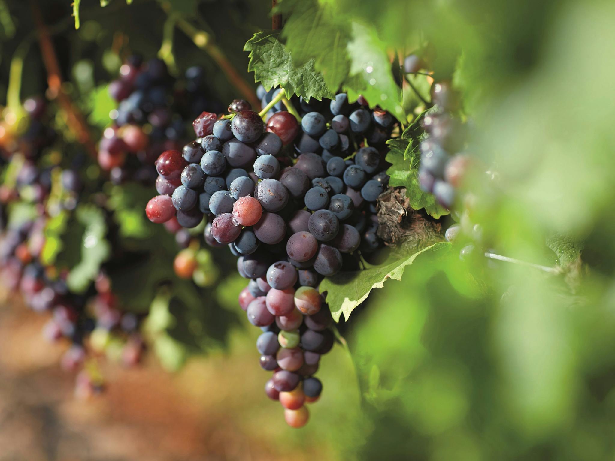 Vines, Granite Belt