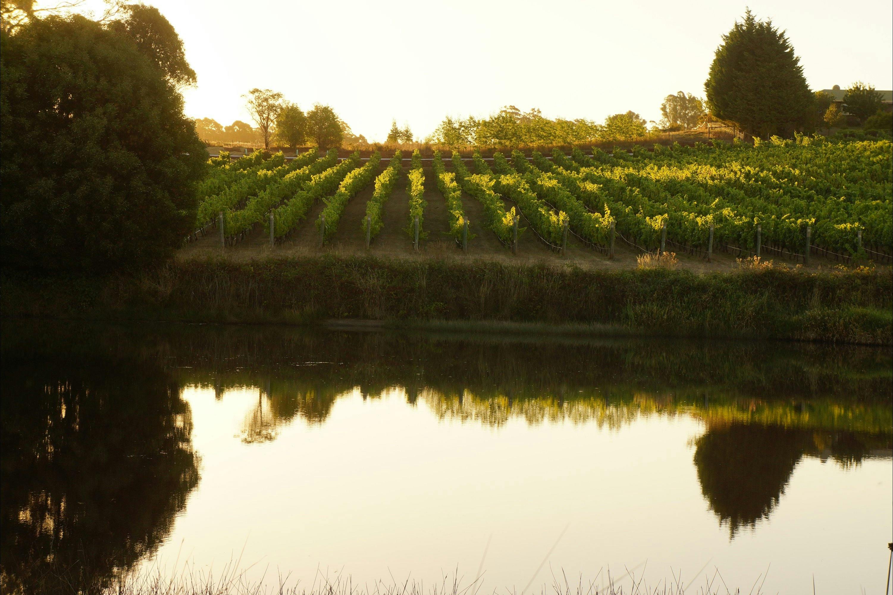 Pinot Block