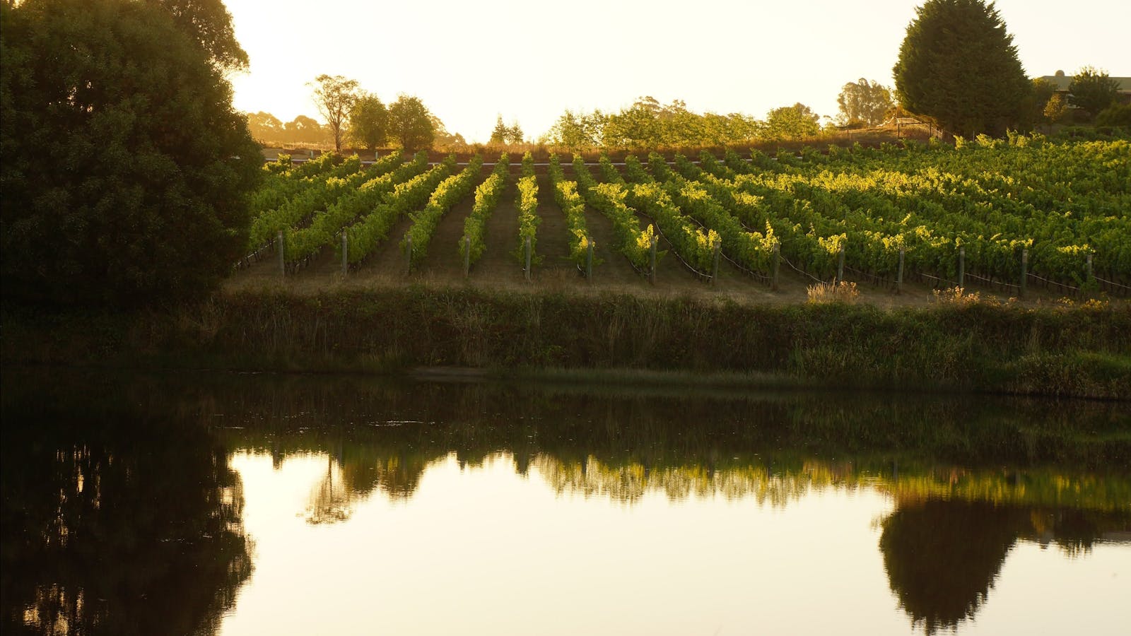 Brook Eden Vineyard